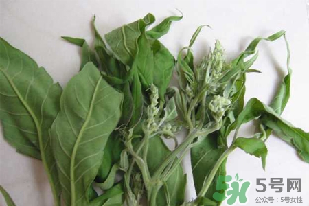艾草是寒性的嗎？艾草是涼性的嗎？
