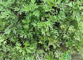 蒿子是發(fā)物嗎？蒿子是不是發(fā)物嗎？