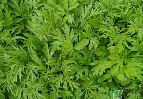 蒿子是發(fā)物嗎？蒿子是不是發(fā)物嗎？