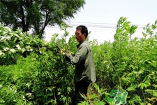 艾草是哪個季節(jié)的？艾草是什么季節(jié)采摘？