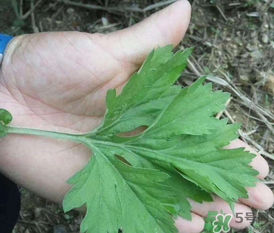 蒿子是艾葉嗎？蒿子和艾葉的區(qū)別