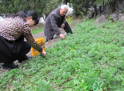 蒿子怎么保存？蒿子能放速凍保存嗎？