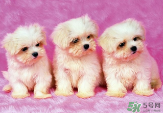 狗狗能吃薺菜嗎？狗吃了薺菜會(huì)生病嗎？