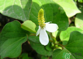 薺菜和魚腥草能一起吃嗎？薺菜和魚腥草可以同時泡茶嗎？