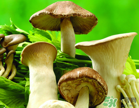 薺菜和蘑菇能一起吃嗎？薺菜和菇類能一起吃嗎？
