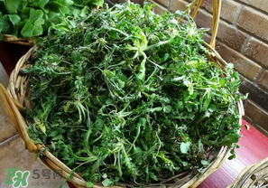 乙肝能吃薺菜嗎？乙肝病人可以吃薺菜嗎？