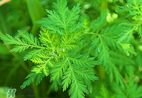 青蒿是什么植物？青蒿是種子植物還是裸子植物？