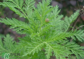 青蒿是什么植物？青蒿是種子植物還是裸子植物？