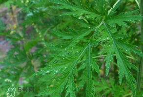青蒿是什么植物？青蒿是種子植物還是裸子植物？