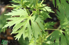 青蒿能吃嗎？青蒿可以吃嗎？