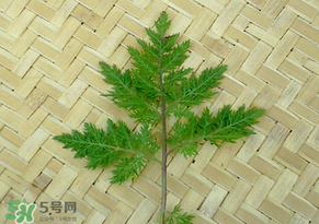 吃青蒿有好處嗎？青蒿的功效與作用