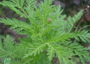 蒿子怎么做好吃？蒿子能涼拌嗎？