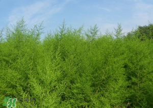 蒿子怎么做好吃？蒿子能涼拌嗎？