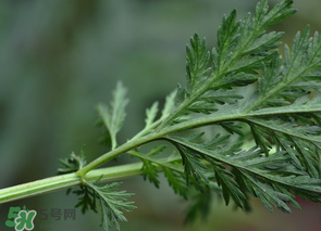 蒿子怎么做好吃？蒿子能涼拌嗎？