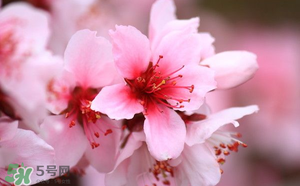 清明節(jié)還有桃花嗎？清明節(jié)去哪里看桃花？