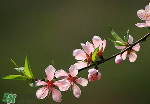 清明節(jié)還有桃花嗎？清明節(jié)去哪里看桃花？