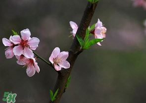 清明節(jié)還有桃花嗎？清明節(jié)去哪里看桃花？