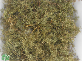 青蒿可以泡水喝嗎？青蒿能泡水喝嗎？