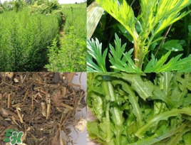 青蒿可以泡水喝嗎？青蒿能泡水喝嗎？