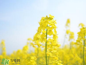 2017年清明節(jié)油菜花開了嗎？2017年清明節(jié)還有油菜花嗎？