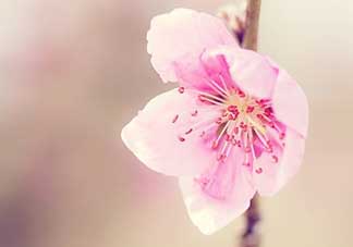 清明節(jié)還有桃花嗎？清明節(jié)去哪里看桃花？
