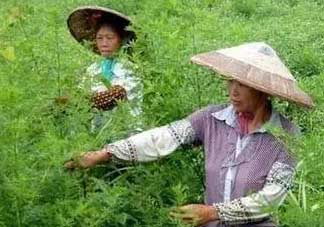 青蒿可以泡水喝嗎？青蒿能泡水喝嗎？