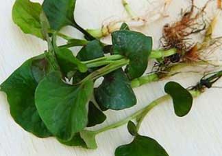 薺菜和魚(yú)腥草能一起吃嗎？薺菜和魚(yú)腥草可以同時(shí)泡茶嗎？