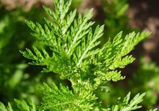 青蒿是什么植物？青蒿是種子植物還是裸子植物？