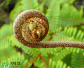 蕨菜什么時(shí)候采摘？蕨菜什么時(shí)候有？