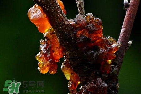 桃膠可以隔夜吃嗎？桃膠能過夜嗎？