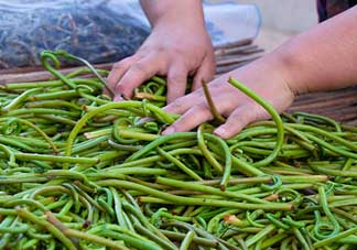 蕨菜什么時候采摘？蕨菜什么時候有？