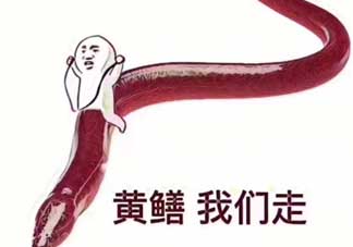 黃鱔為什么火了？黃鱔我們走為什么火了？