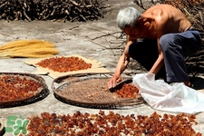 桃膠適合什么季節(jié)吃？桃膠什么季節(jié)吃最好？