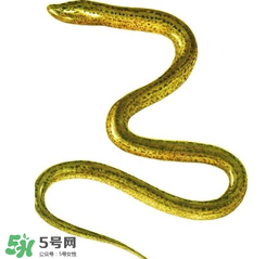七彩皮皮鱔我們往死里鉆是什么意思？七彩皮皮鱔我們?nèi)€(gè)好地方是什么意思？