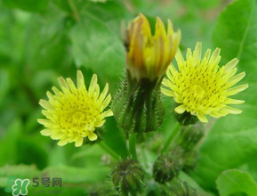苦菜什么時候有？苦菜幾月份有？