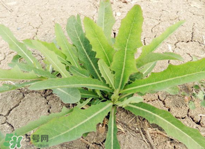 苦菜什么人不能吃？什么體質不宜吃苦菜？