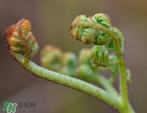 吃蕨菜會過敏嗎？皮膚過敏能吃蕨菜嗎？
