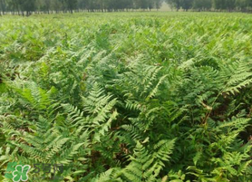 蕨菜可以種植嗎？蕨菜怎么種植？