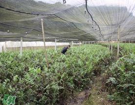 蕨菜可以種植嗎？蕨菜怎么種植？