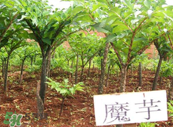 魔芋什么味道？怎么去除魔芋味道？