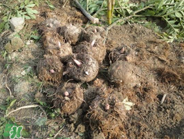 魔芋什么時(shí)候種植？魔芋怎么種植技術(shù)？