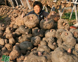 魔芋什么時(shí)候種植？魔芋怎么種植技術(shù)？