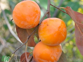 柿子什么季節(jié)成熟？柿子什么時候吃最好？