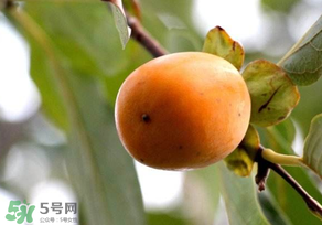 柿子為什么會(huì)澀？柿子怎么吃不澀？