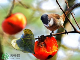 柿子為什么會黑？柿子為什么凍完發(fā)黑？