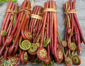 蕨菜是發(fā)物嗎？蕨菜是不是發(fā)物嗎？
