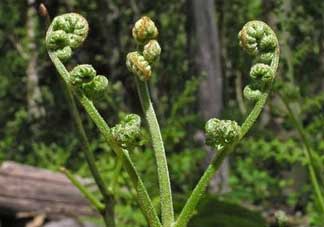 野生蕨菜多少錢一斤？蕨菜多少錢一斤？