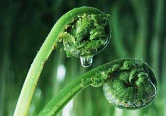 吃蕨菜會過敏嗎？皮膚過敏能吃蕨菜嗎？