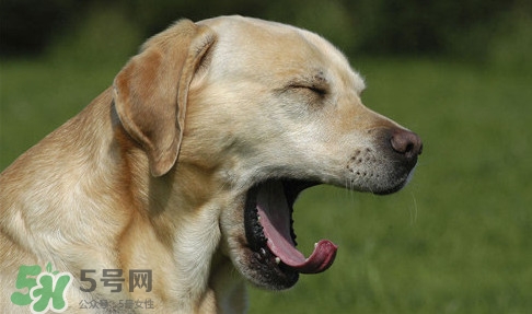 打哈欠會傳染嗎？打哈欠會不會傳染