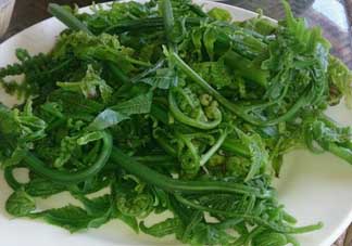 蕨菜是發(fā)物嗎？蕨菜是不是發(fā)物嗎？